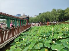 -莲花池公园