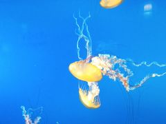 -太平洋海底世界