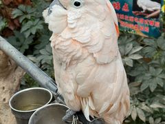 -南宫五洲植物乐园