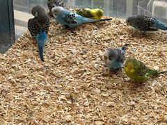 -怪兽屋·羊驼·猫咖·狗咖(俊华广场店)