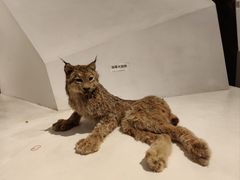 -重庆自然博物馆(新馆)