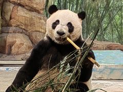 -广州长隆野生动物世界