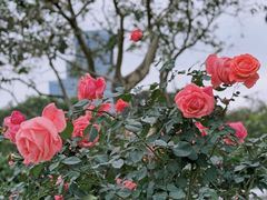 -香蜜公园