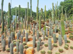 -深圳仙湖植物园