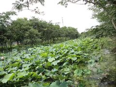 -昆山城市生态森林公园