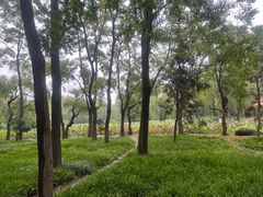 -洛阳市隋唐城遗址植物园
