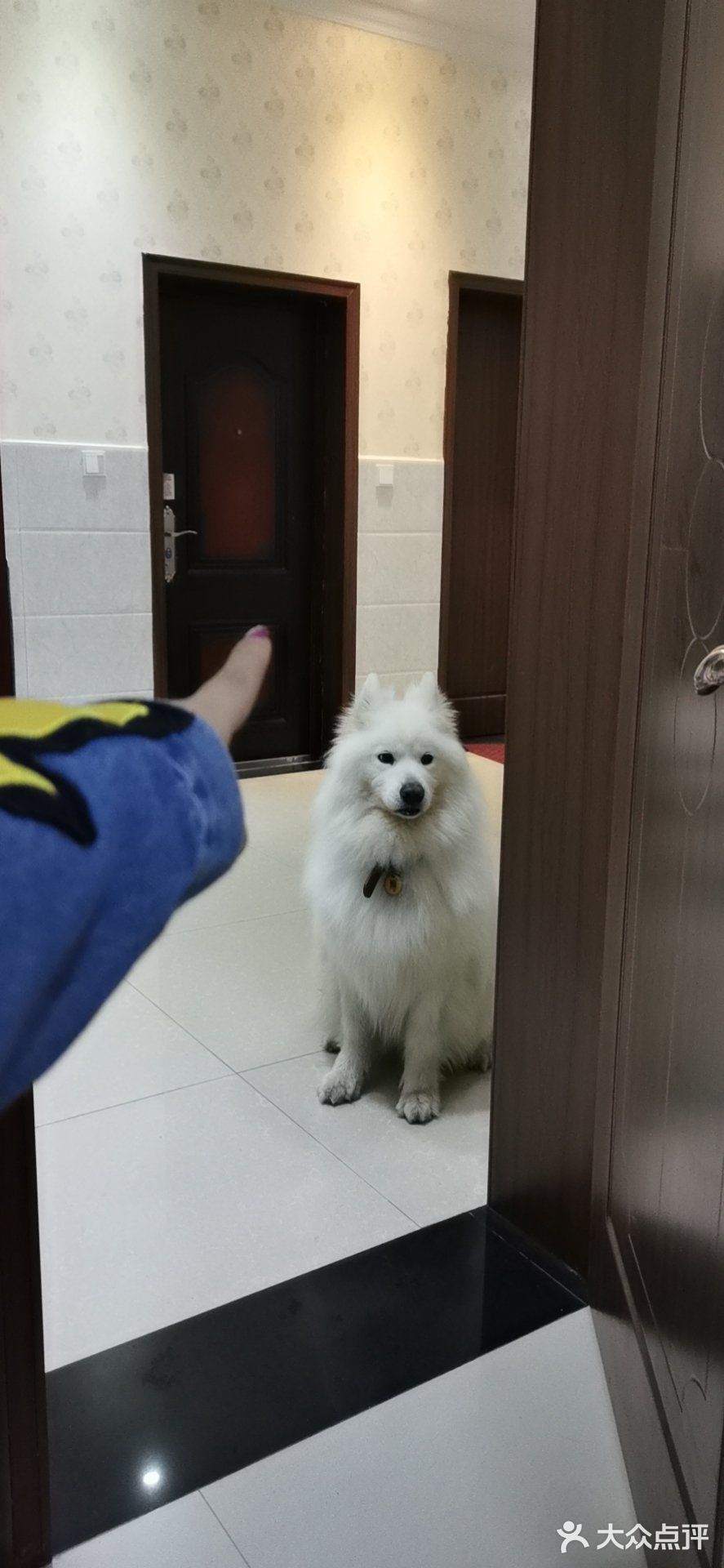 带着狗狗去远方🌞