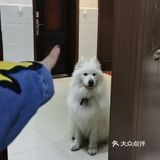 带着狗狗去远方🌞