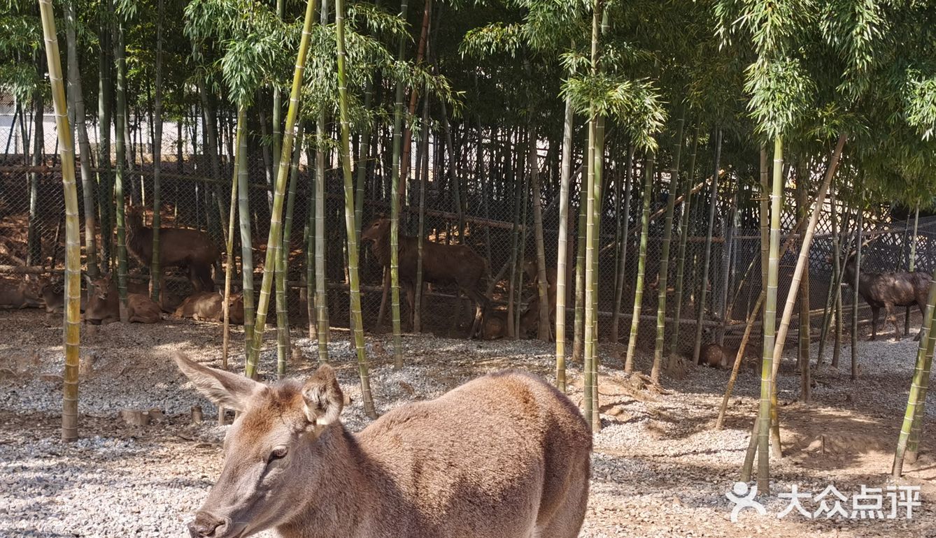 好像80一小时里面还有一个保育园，有刚出生的小狮子