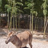 好像80一小时里面还有一个保育园，有刚出生的小狮子