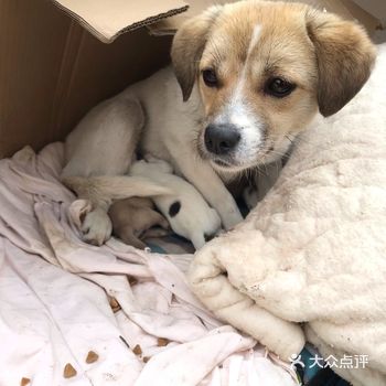 7 闹闹的小宝贝们在楼下出生 生了大概两个多小时