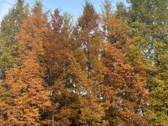 -白鹭湾湿地公园