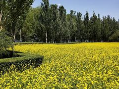 -长白岛森林公园