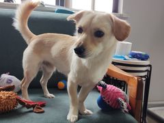 -伟伟宠物医院·CT影像中心·瑞派犬猫综合性门诊(汉口总院)