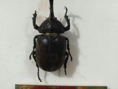 -上海昆虫博物馆