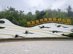 -西双版纳原始森林公园