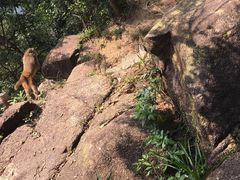 -狮子山郊野公园
