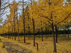 -汉长安城未央宫国家考古遗址公园