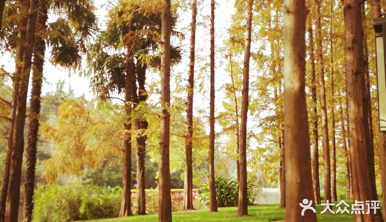 这次来上海住在长风公园附近，清早起来去散散步