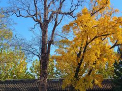 -苏州文庙(姑苏区)