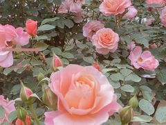 -三圣花乡旅游区