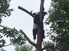 -都江堰中华大熊猫苑