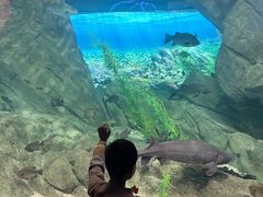 -瑞普利水族馆