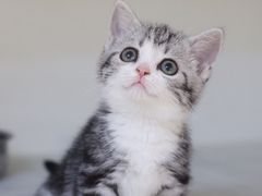 -lincat·猫舍(广州店)