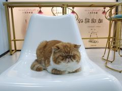 -糯米喵星人·撸猫猫舍咖啡馆(西市场嘉华店)