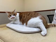 -艾贝尔宠物医院·24H转诊中心·肿瘤猫专科(江宁双龙店)