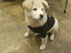 -长药唐师乐山油炸(石人直营店)