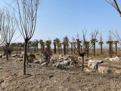 -春花秋色城市公园