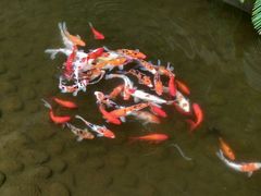 -红栌温泉山庄生态美食餐厅