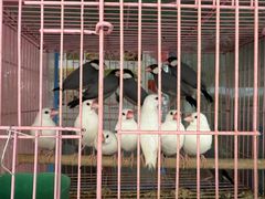 -溪岸路花鸟市场