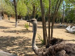 -大连森林动物园