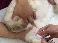 -美联众合动物医院·24h京西诊疗中心
