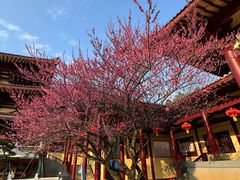 -庐山风景名胜区-东林大佛
