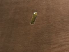 -上海棕榈滩海景酒店