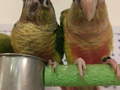 -吉丁鸟咖·异宠·寄养