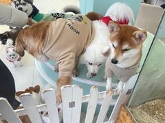 -怪兽屋·羊驼·猫咖·狗咖(俊华广场店)