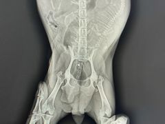 -北京博爱动物医院有限公司