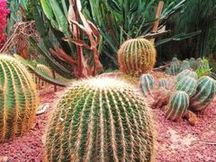 -呀路古热带植物园