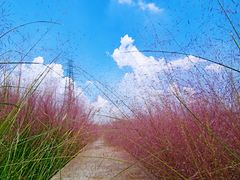 -王借岗森林公园