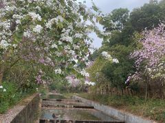 -广州白江湖森林公园