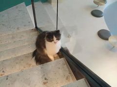 -飞行喵MR PILOT|猫舍·猫咖(静安大融城店)