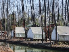 -合肥滨湖国家森林公园