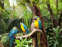 -广州长隆野生动物世界