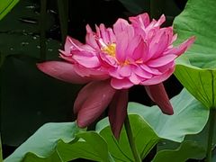 -荔湾湖公园