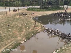 -广州长隆野生动物世界