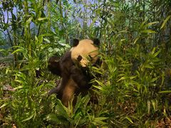 -陕西自然博物馆